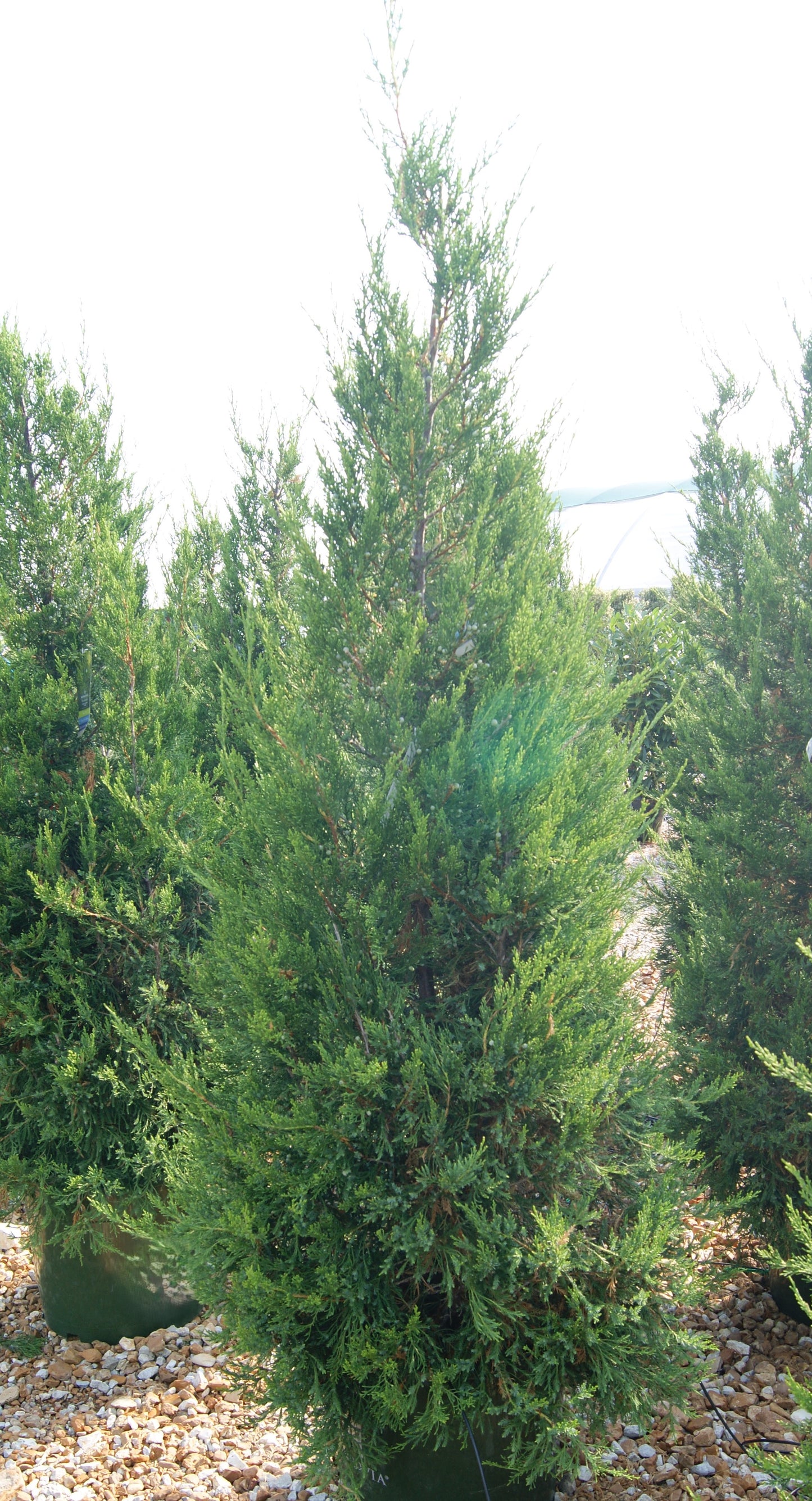 Juniperus c. 'Hetzi Columnar'