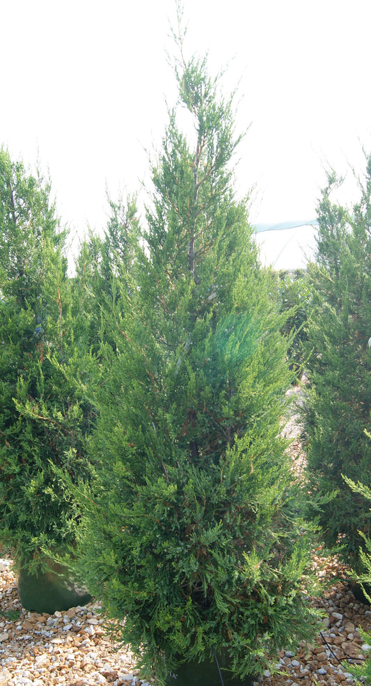 Juniperus chinensis 'Hetzii Columnar'