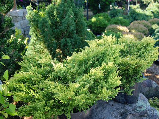 Juniper, Creeping Rug 'Limeglow' (Juniperus)