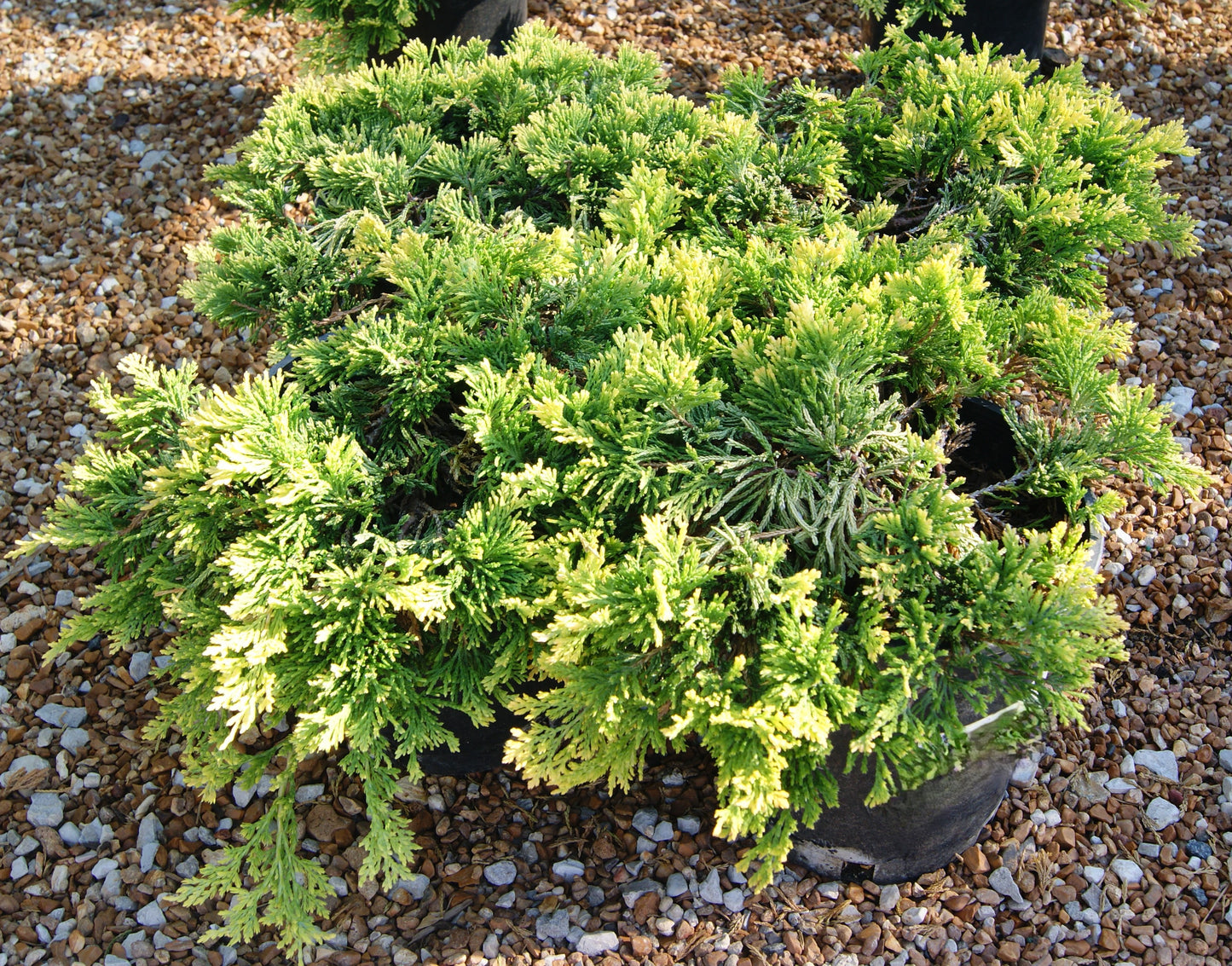 Juniperus horizontalis 'Mother Lode'