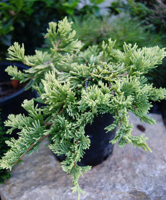 Juniperus horizontalis 'Mother Lode'