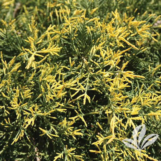Juniper, Pfitzer Spreading 'Saybrook Gold' (Juniperus)