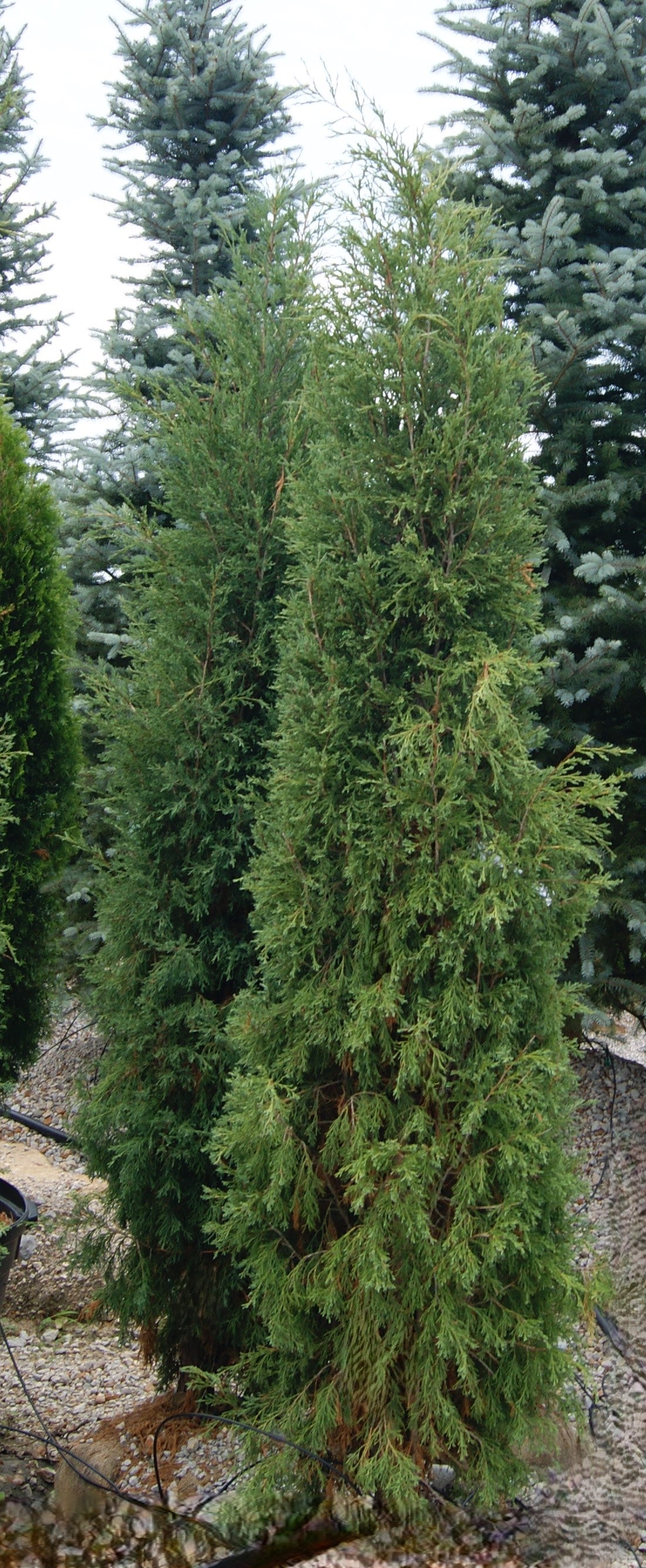 Juniperus viriniana 'Taylor'