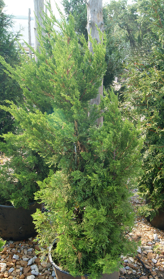 Juniperus chinensis 'Torulosa'