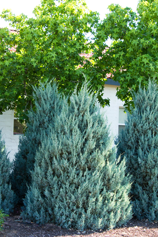 Juniperus sc. 'Wichita Blue'