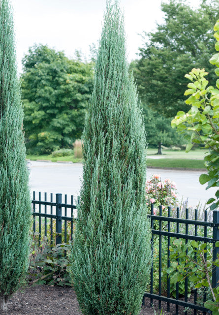 Juniperus scopulorum 'Blue Arrow'