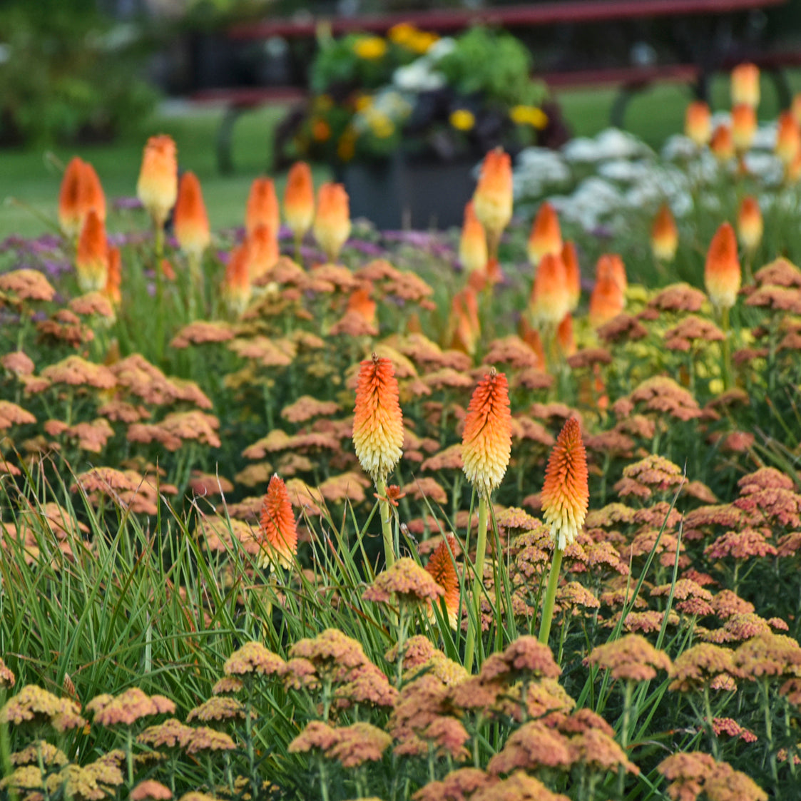 Red-Hot Poker, 'Hot & Cold' (Kniphofia)