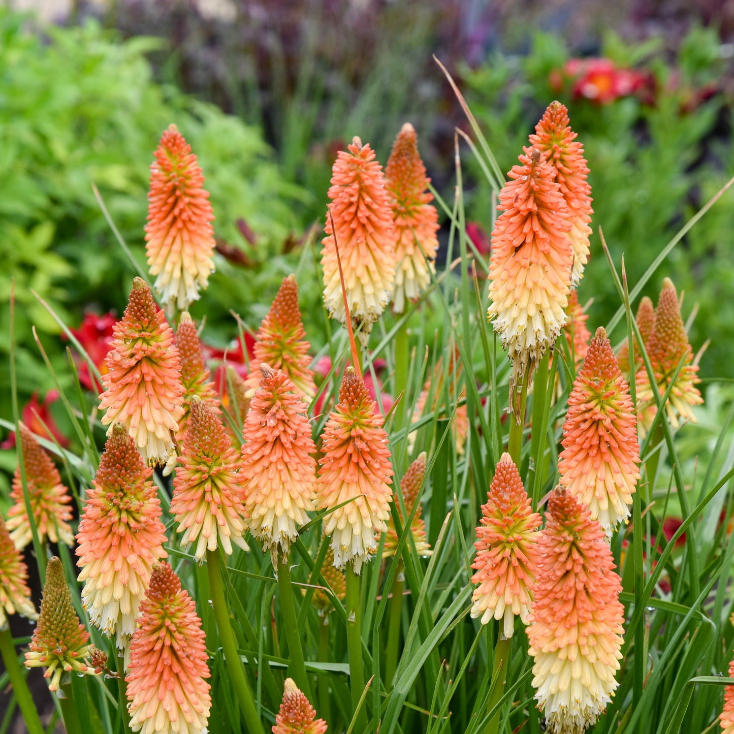 Red-Hot Poker, 'Hot & Cold' (Kniphofia)