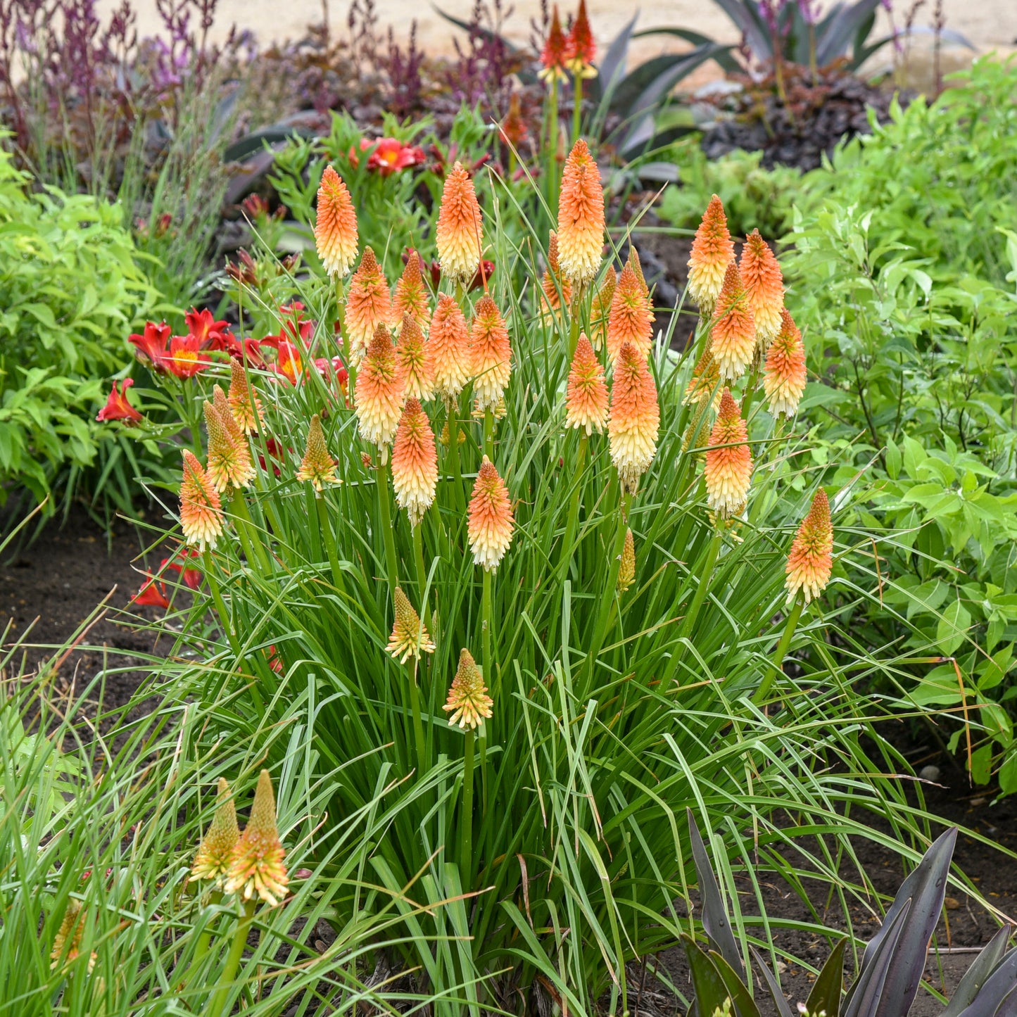 Red-Hot Poker, 'Hot & Cold' (Kniphofia)