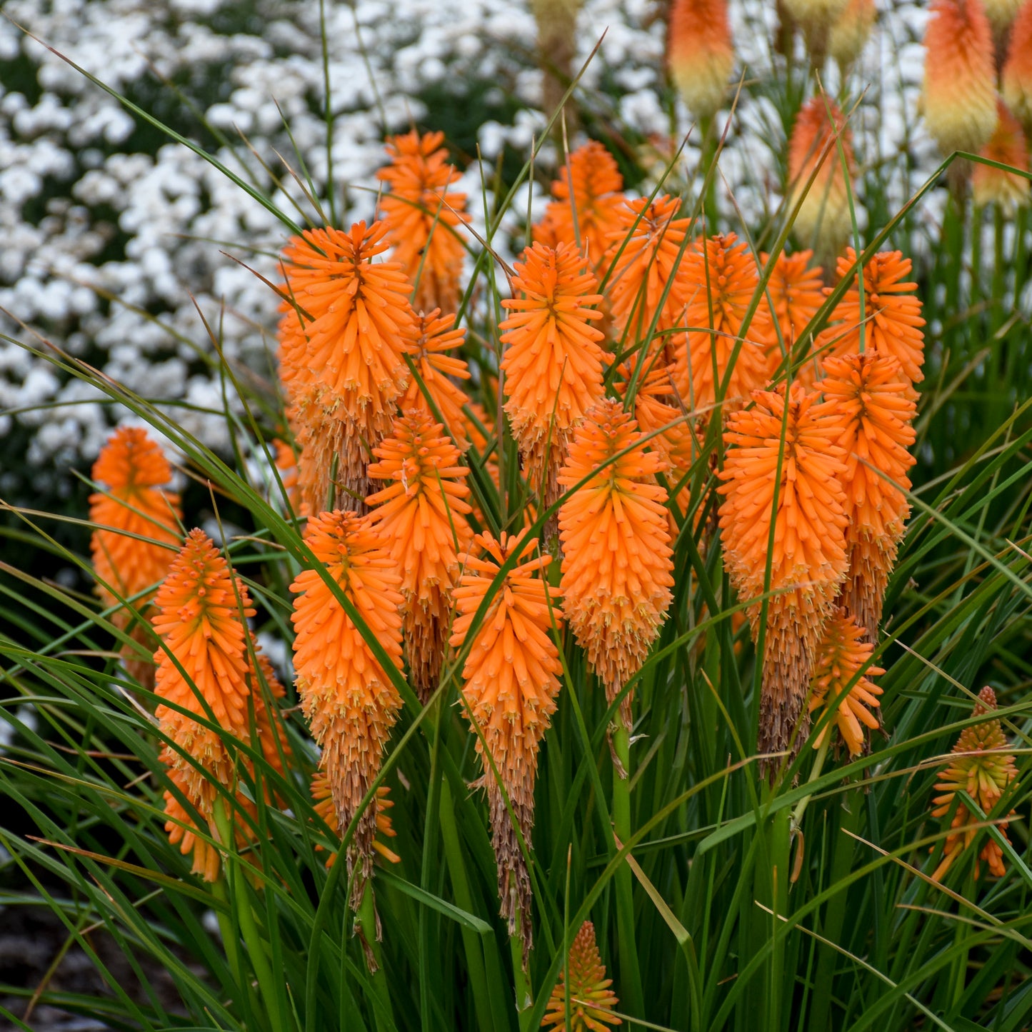 Red-Hot Poker, 'Orange Blaze' (Kniphofia)