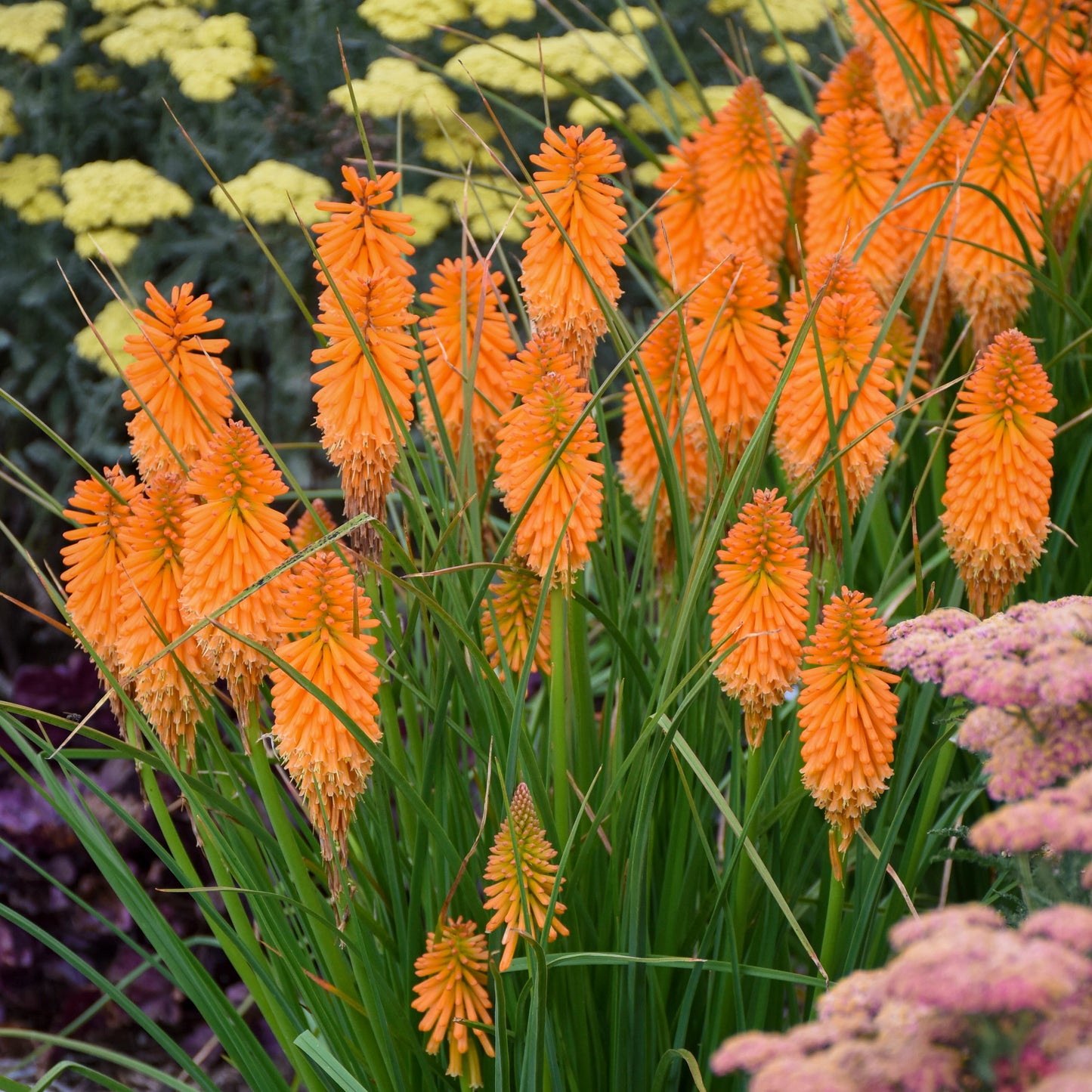 Red-Hot Poker, 'Orange Blaze' (Kniphofia)