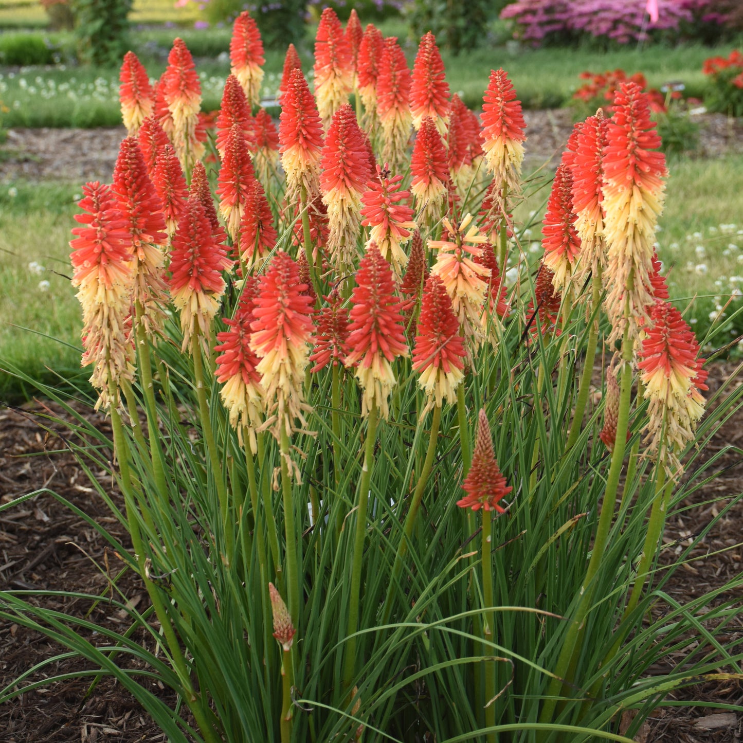 Red-Hot Poker, 'Rocket's Red Glare' (Kniphofia)