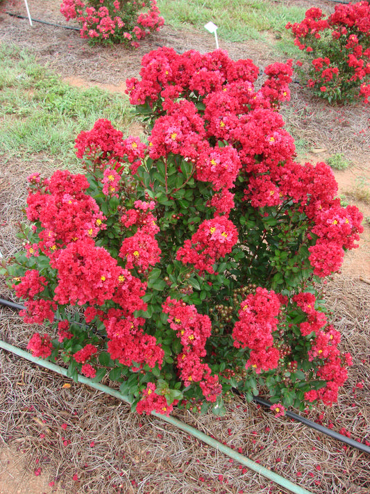 Lagerstroemia 'Endur. Sum Red'