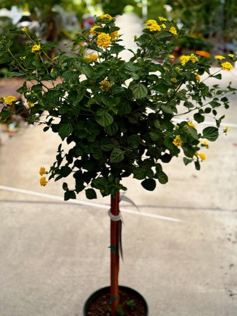 Calico Bush, Assorted (Lantana) Patio Tree