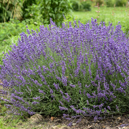 Lavender, English 'Imperial Gem' (Lavandula)