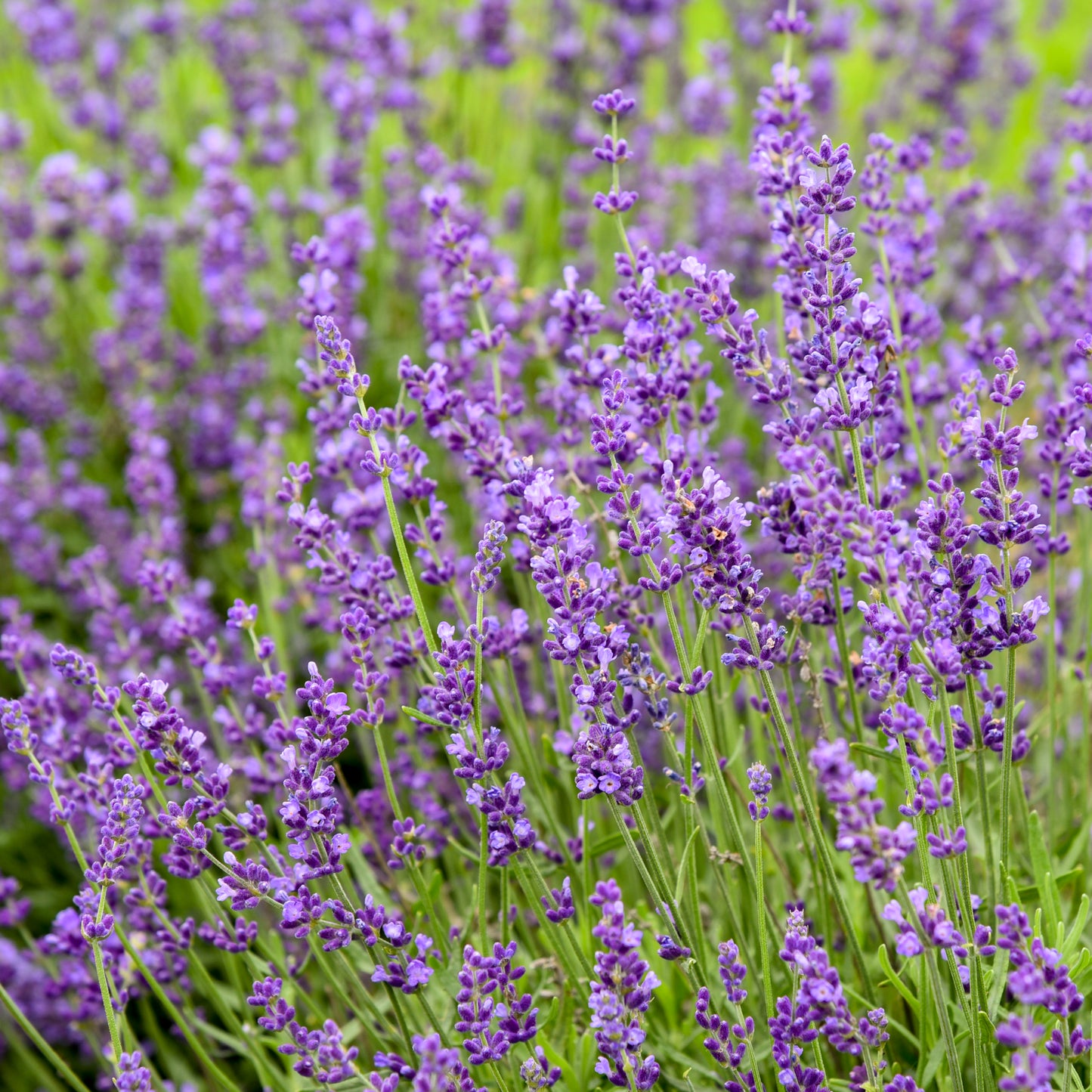 Lavender, English 'Imperial Gem' (Lavandula)