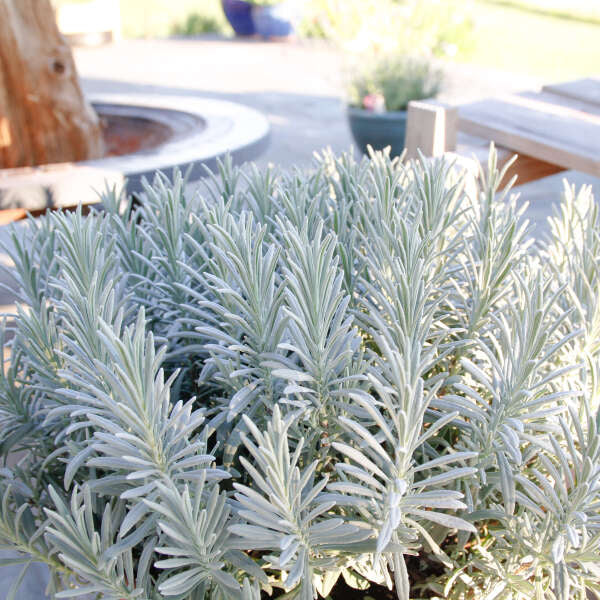 Lavender, English 'Sensational' (Lavandula)