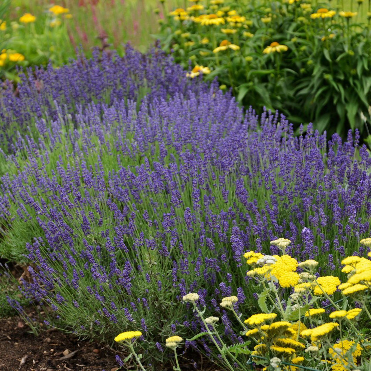 Lavender, English 'Hidcote' (Lavendula)