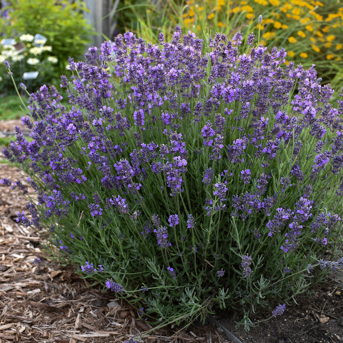 Lavender, English 'Hidcote' (Lavendula)