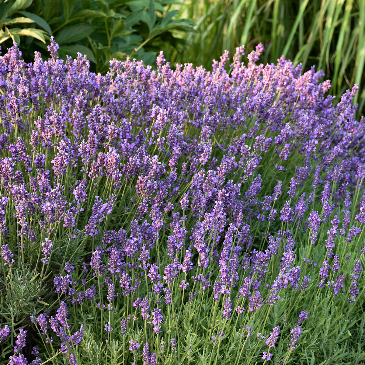 Lavender, English 'Hidcote' (Lavendula)