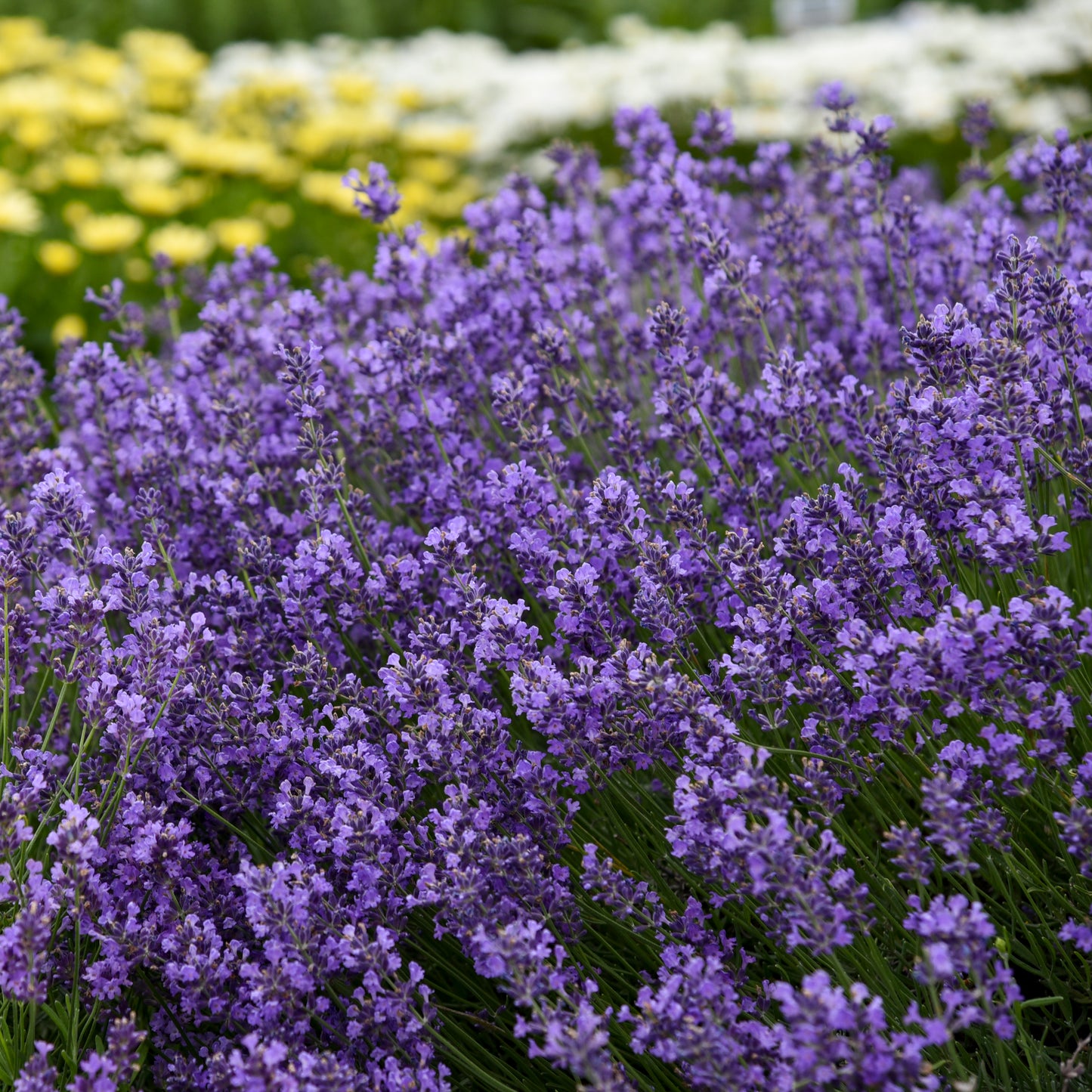 Lavender, English 'Munstead' (Lavandula)