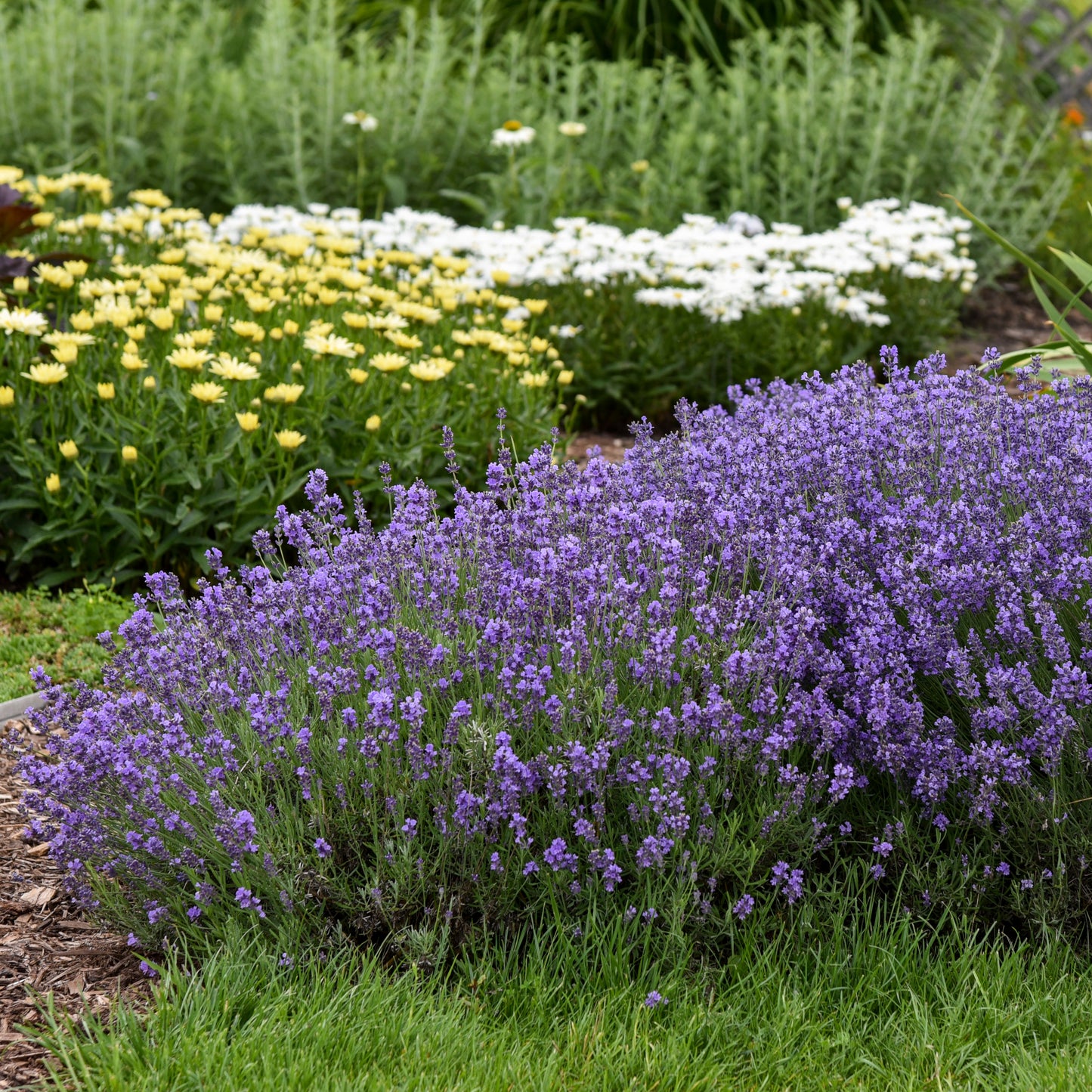 Lavender, English 'Munstead' (Lavandula)
