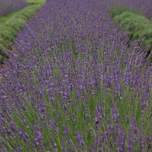 Lavender, French 'Phenomenal' (Lavandula)