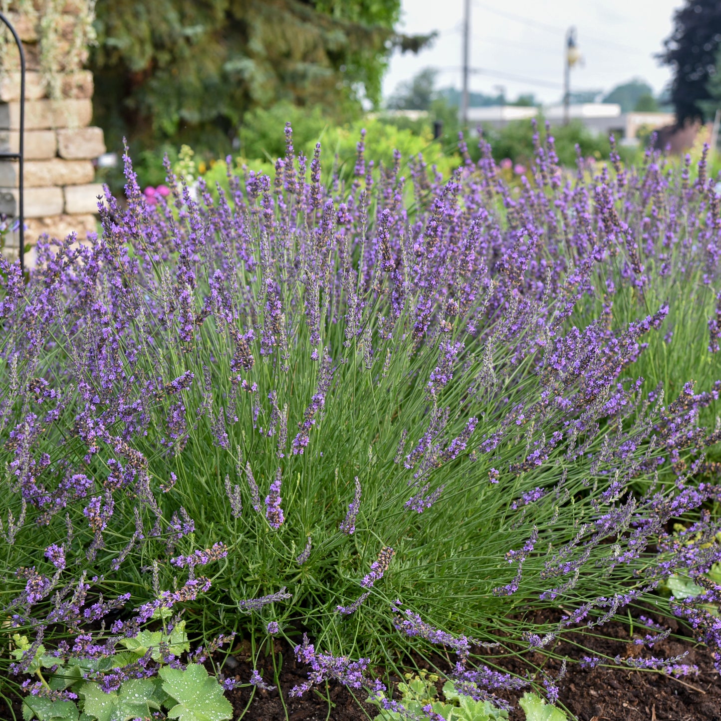 Lavender, French 'Phenomenal' (Lavandula)