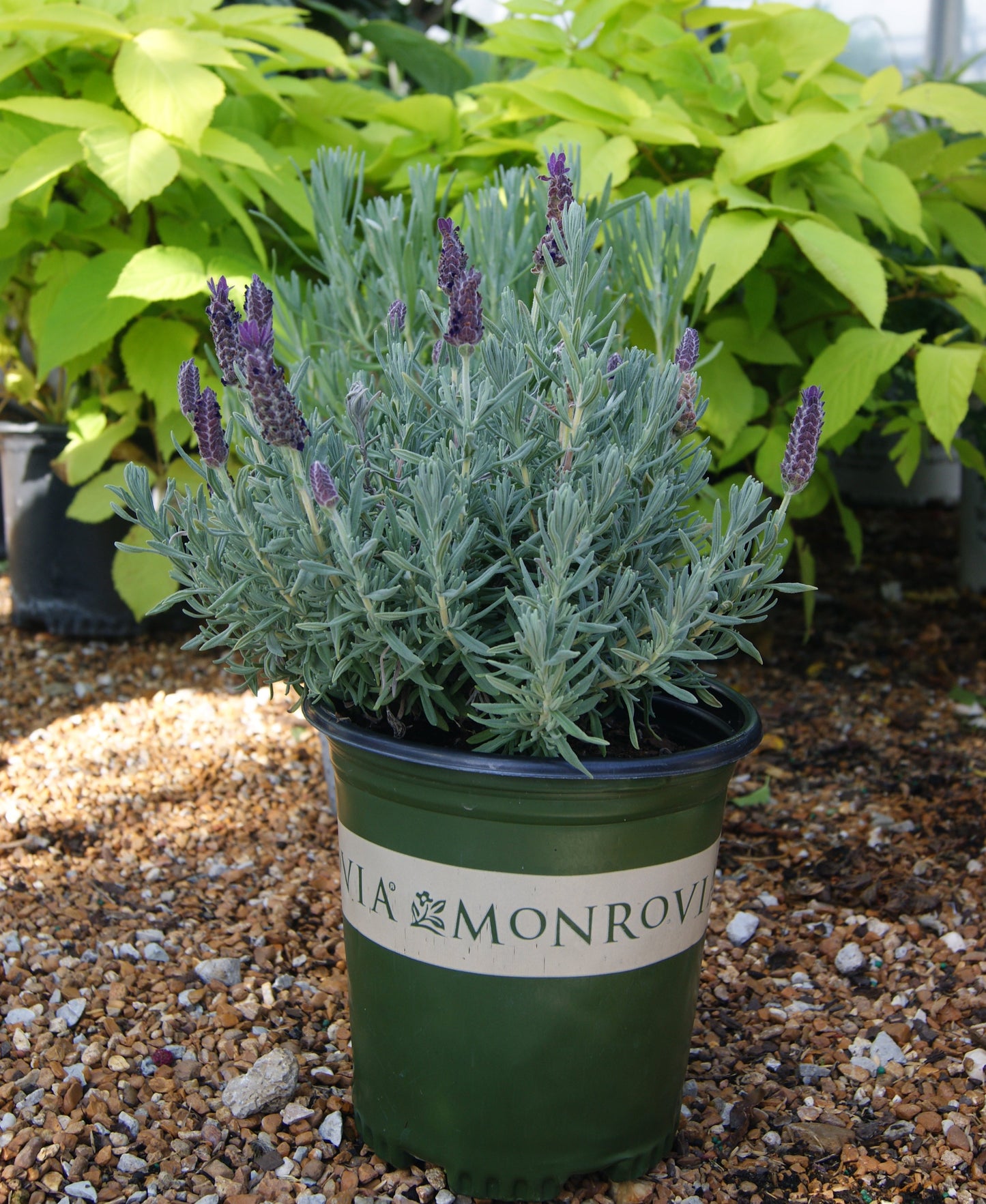 Lavandula stoechas 'Anouk Purple Melody'