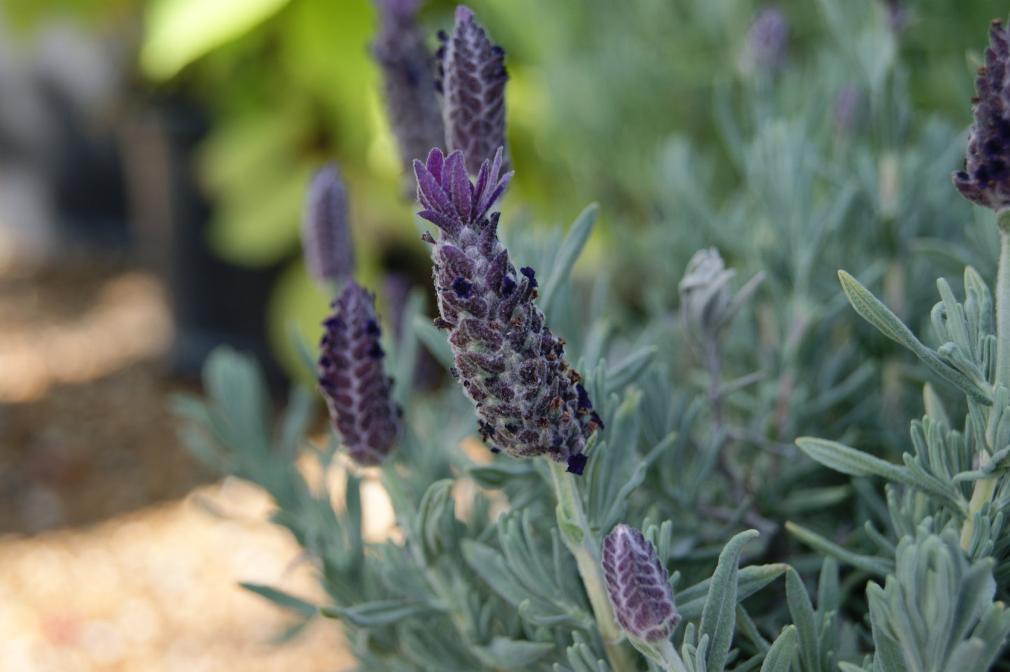 Lavandula stoechas 'Anouk Purple Melody'