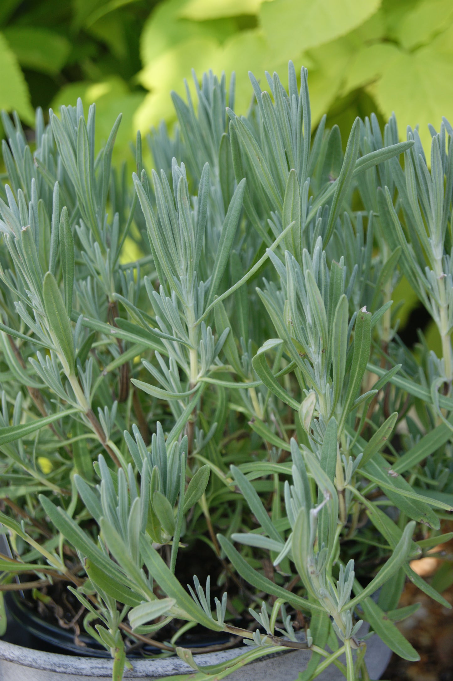 Lavandula intermedia 'Grosso'