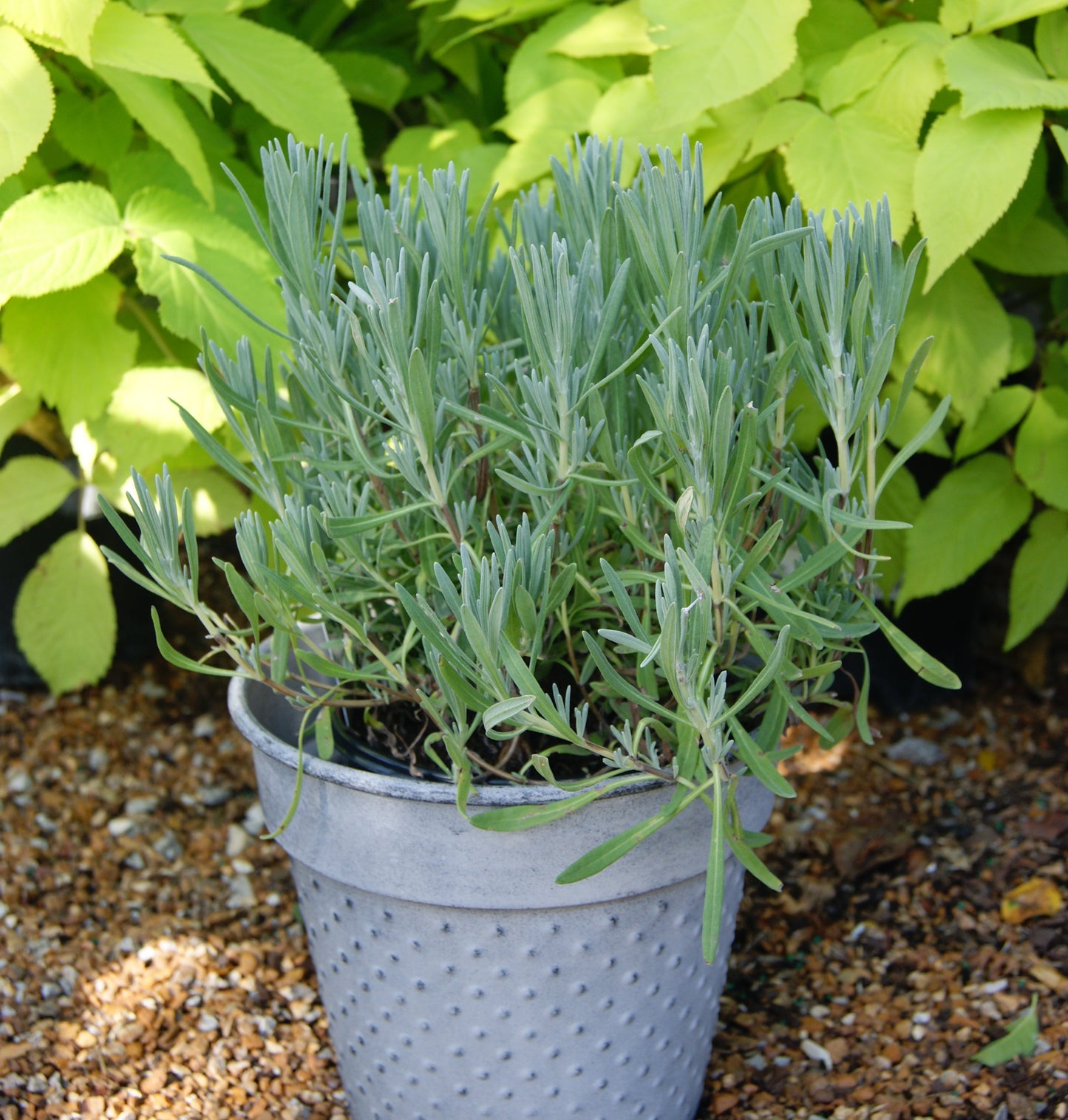 Lavandula intermedia 'Grosso'