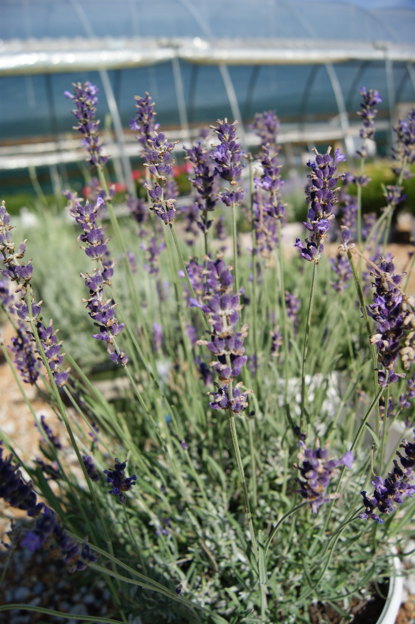 Lavandula angustifolia 'Munstead'