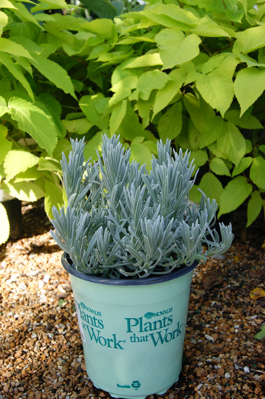 Lavender, English 'Silver Mist' (Lavandula)