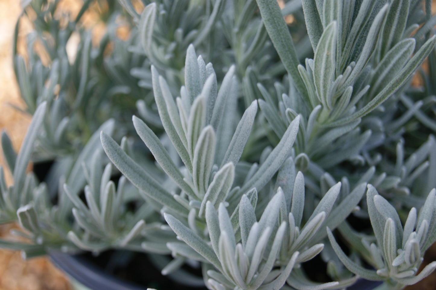 Lavender, English 'Silver Mist' (Lavandula)