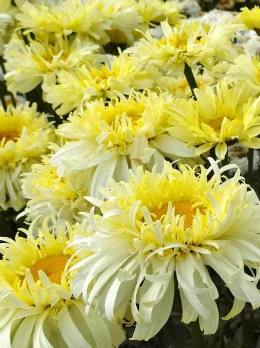 Leucanthemum 'Real Charmer'