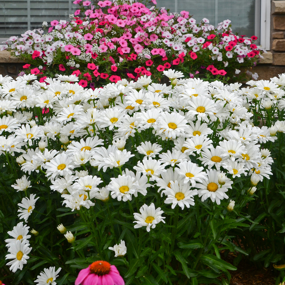 Daisy, Shasta 'Daisy May' (Leucanthemum)