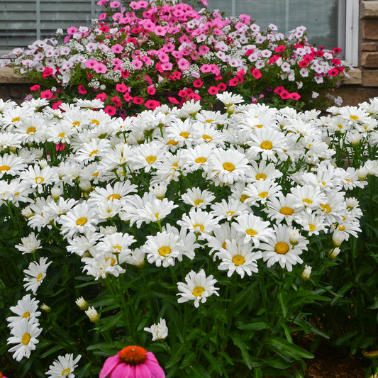 Daisy, Shasta 'Daisy May' (Leucanthemum)