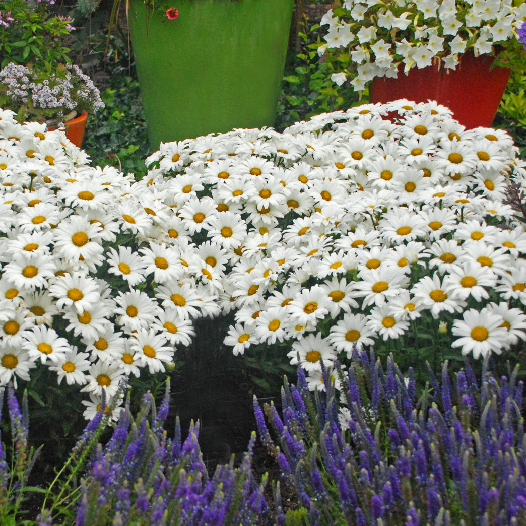 Daisy, Shasta 'Daisy May' (Leucanthemum)
