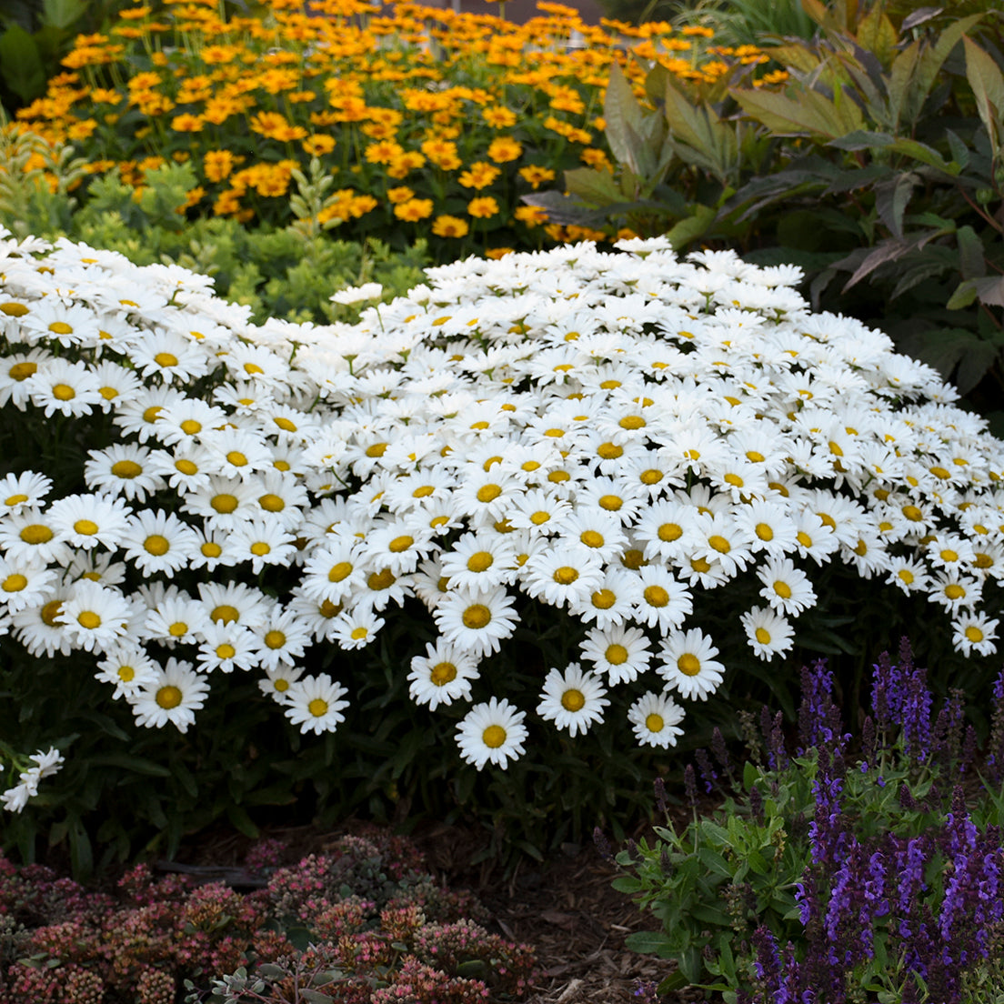 Daisy, Shasta 'Daisy May' (Leucanthemum)