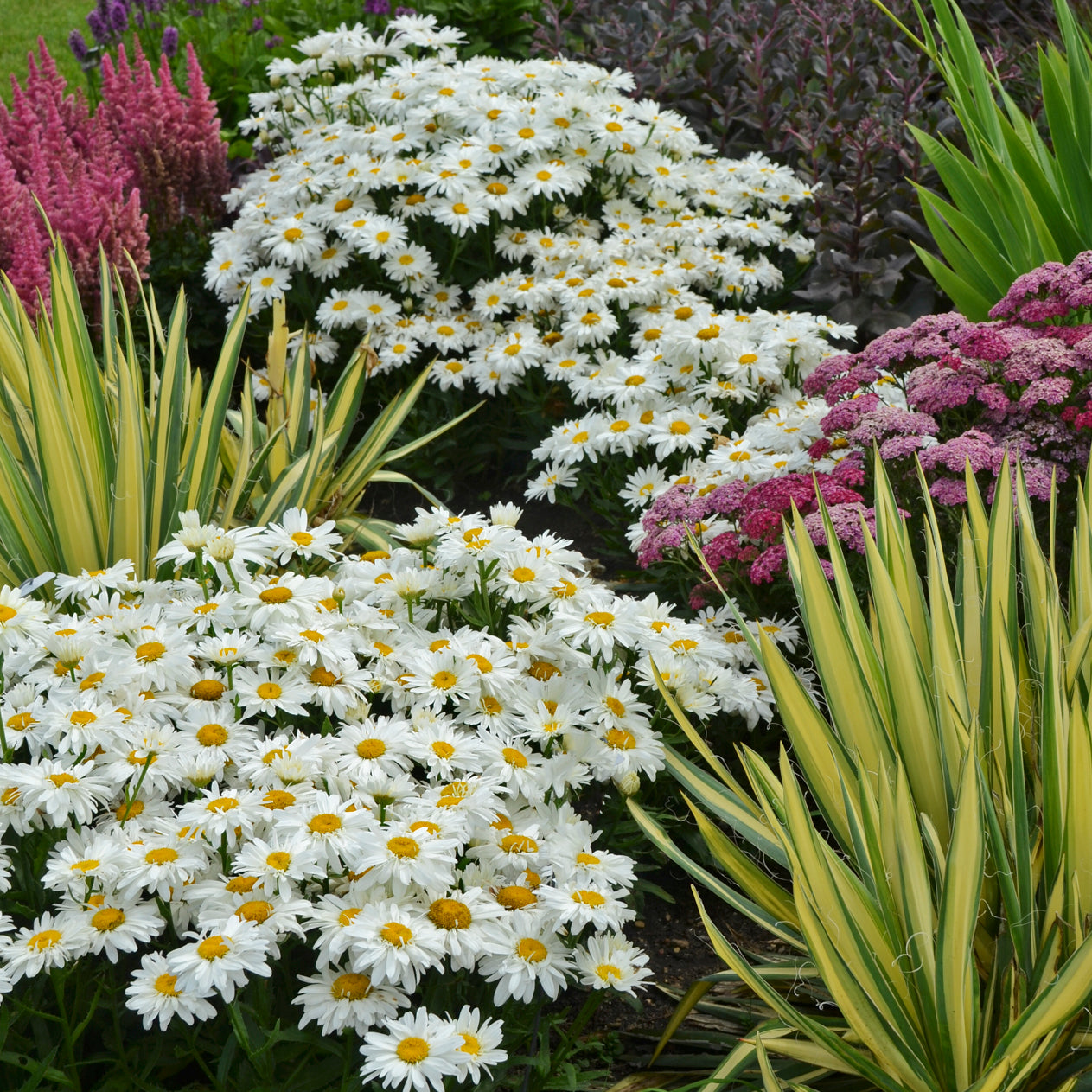 Daisy, Shasta 'Whoops a Daisy' (Leucanthemum)