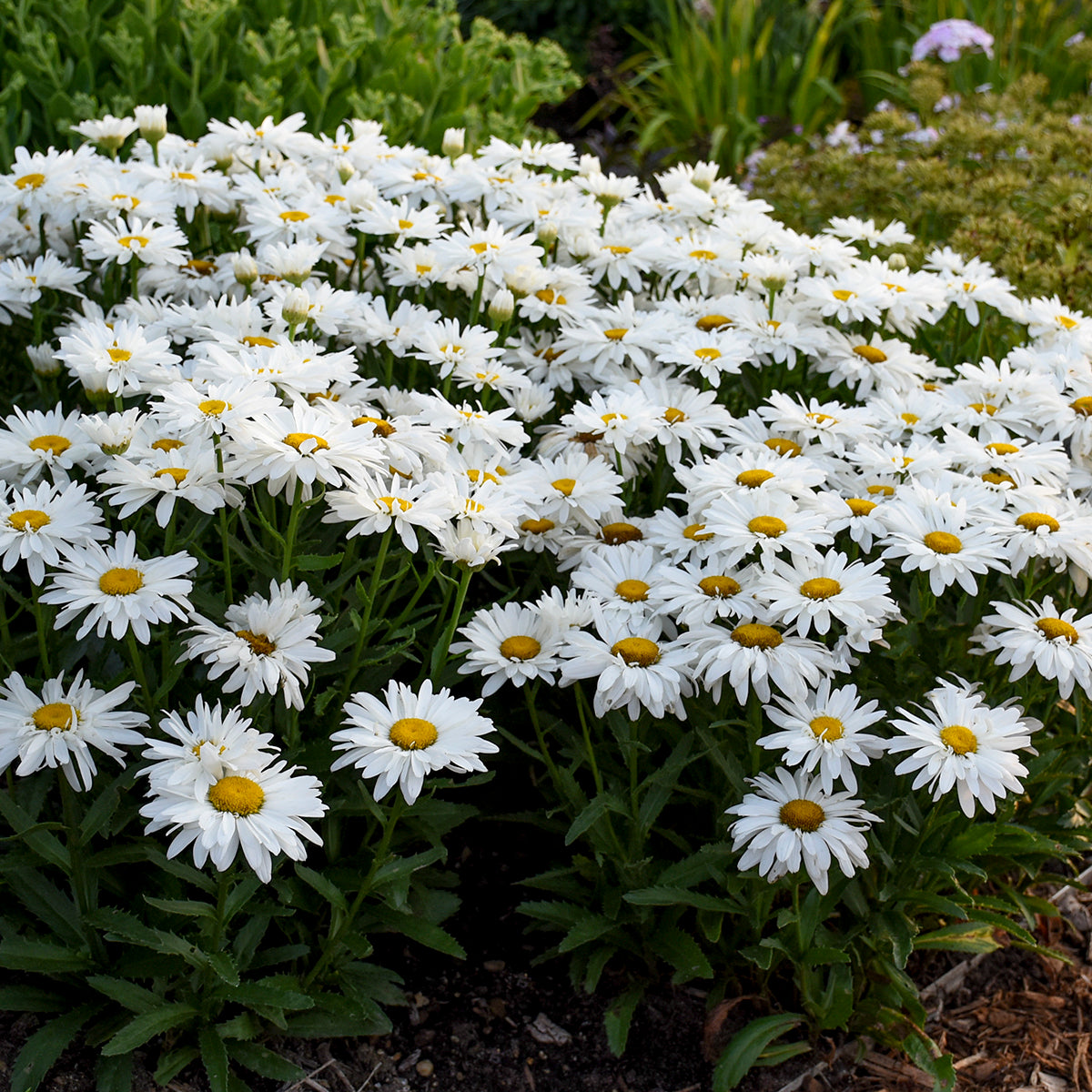Daisy, Shasta 'Whoops a Daisy' (Leucanthemum)