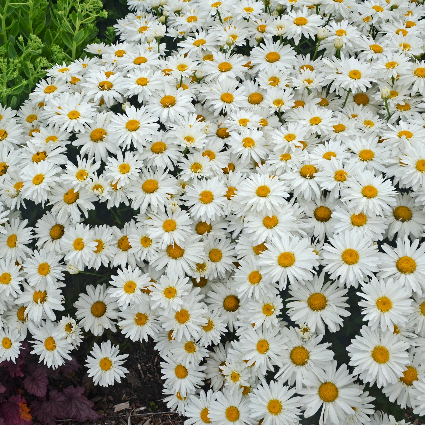 Daisy, Shasta 'Whoops a Daisy' (Leucanthemum)