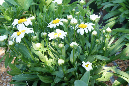 Leucanthemum 'Snow Lady'