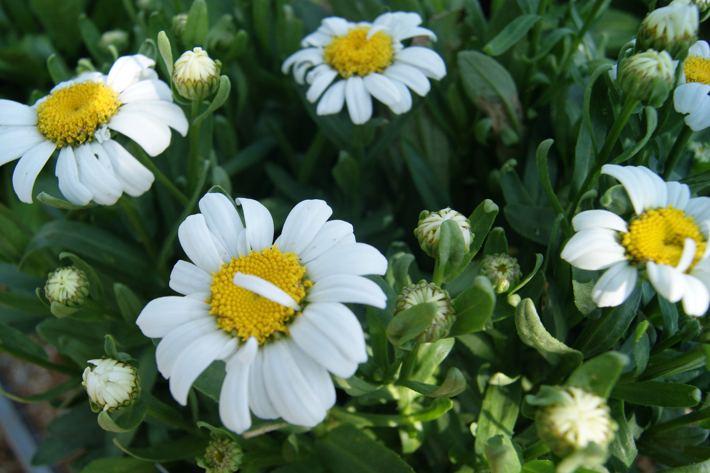 Leucanthemum 'Snow Lady'