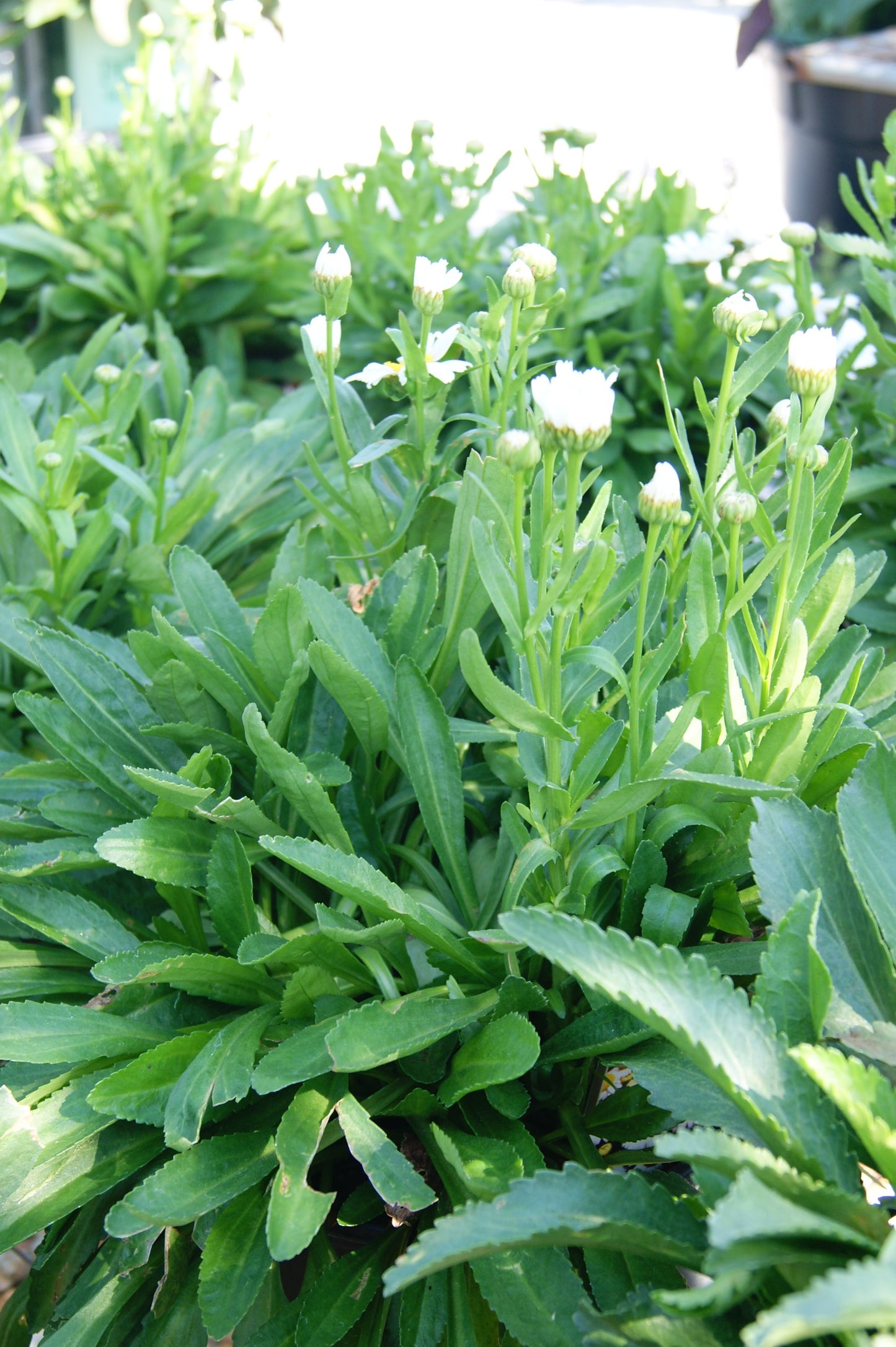 Leucanthemum 'Snow Lady'