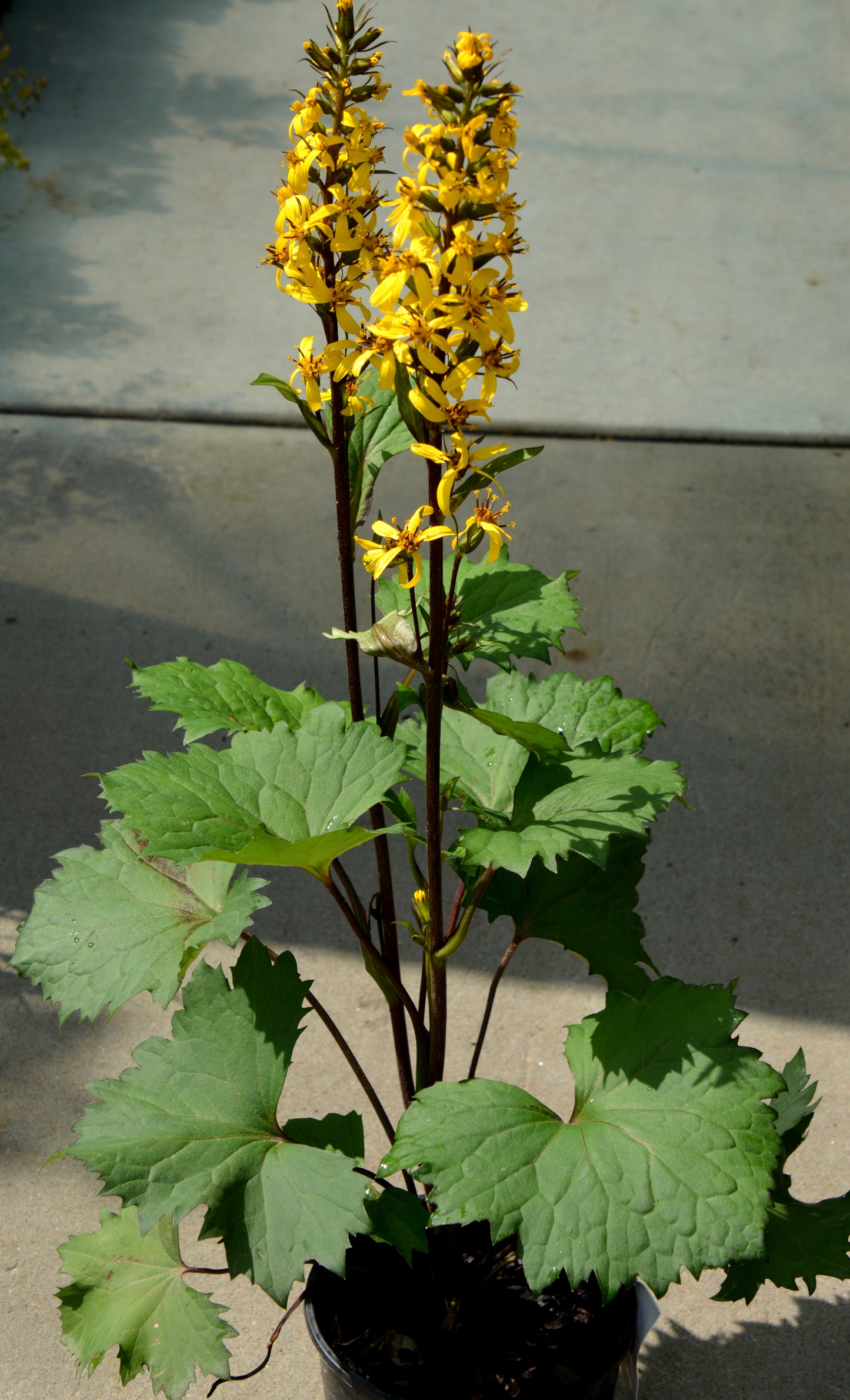 Ligularia stenocephala 'Little Rocket'