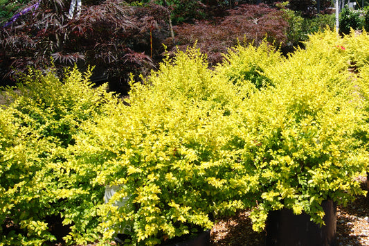 Ligustrum sinense 'Sunshine'