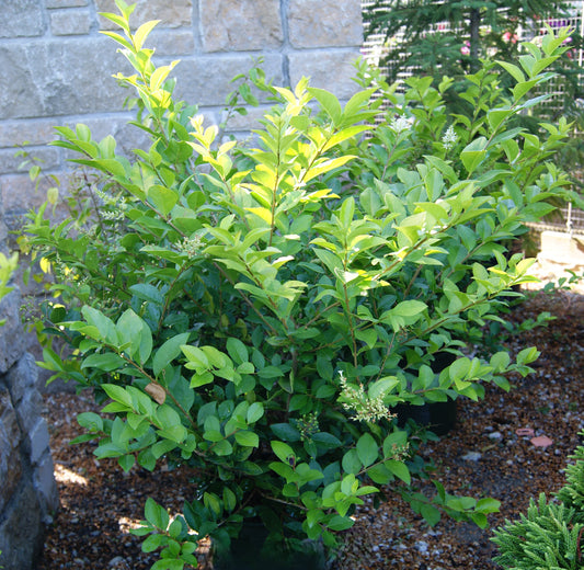 Ligustrum x vicaryi