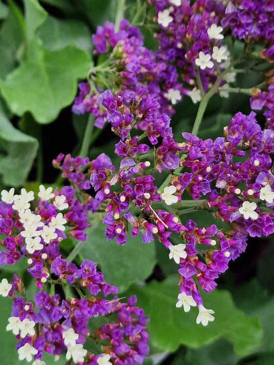 Sea Lavender 'Salt Lake' (Limonium)